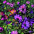 Daisy Garden