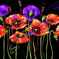 Poppies